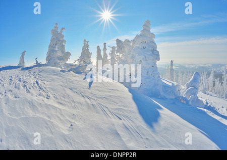 Les Conifères couverts de neige avec le soleil en hiver, Grafenau, Lusen, National Park, Bavaria, Germany Banque D'Images