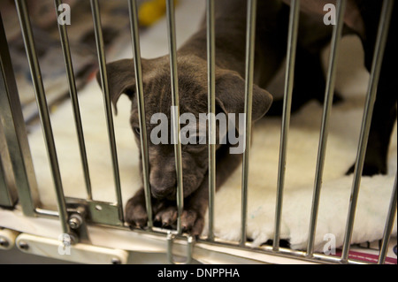 Un chiot à Cardiff Accueil chiens, qui prévoit une augmentation de l'admission après la période de Noël. Banque D'Images