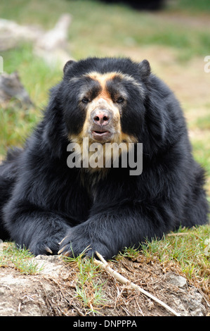 Communauté andine ours à lunettes (Tremarctos ornatus) dans le zoo de Quito, Équateur Banque D'Images
