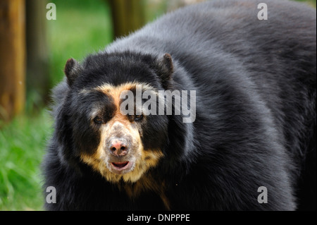 Communauté andine ours à lunettes (Tremarctos ornatus) dans le zoo de Quito, Équateur Banque D'Images