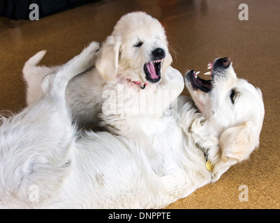 Couleur platine chiot Golden Retriever (10 semaines) en jouant avec un adulte de l'année. Banque D'Images