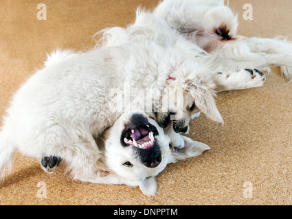 Couleur platine chiot Golden Retriever (10 semaines) en jouant avec un adulte de l'année. Banque D'Images