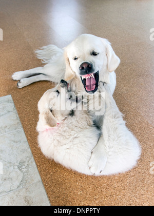 Couleur platine chiot Golden Retriever (10 semaines) en jouant avec un adulte de l'année. Banque D'Images