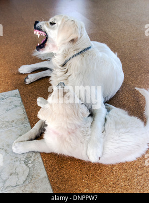 Couleur platine chiot Golden Retriever (10 semaines) en jouant avec un adulte de l'année. Banque D'Images