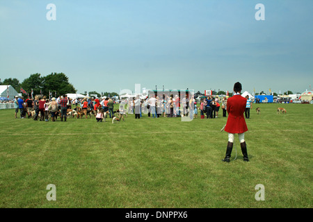 Cheshire Show 2013, défilé de chiens, Tabley, Cheshire Angleterre Banque D'Images