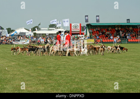 Cheshire Show 2013, défilé de chiens, Tabley, Cheshire Angleterre Banque D'Images