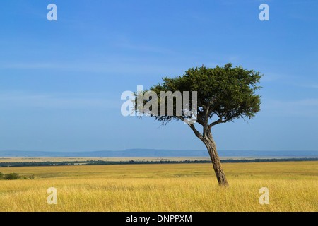 Acacia sur la savane, Maasai Mara National Reserve, Kenya Banque D'Images