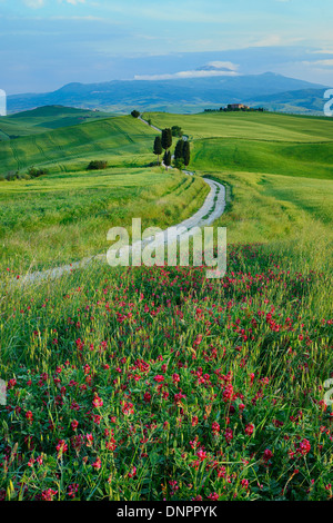 Chemin à travers les champs avec des cyprès, le Mont Amiata en arrière-plan, la province de Sienne, Pienza, Val d'Orcia, Toscane, Italie Banque D'Images