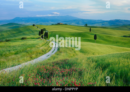 Chemin à travers les champs avec des cyprès, le Mont Amiata en arrière-plan, la province de Sienne, Pienza, Val d'Orcia, Toscane, Italie Banque D'Images