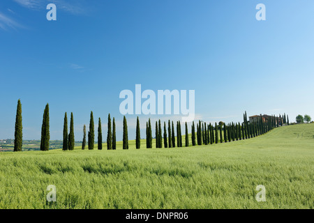 Chemin arboré (cyprès) avec ferme. Val d'Orcia, Toscane, Province de Sienne, l'espace méditerranéen, en Italie. Banque D'Images