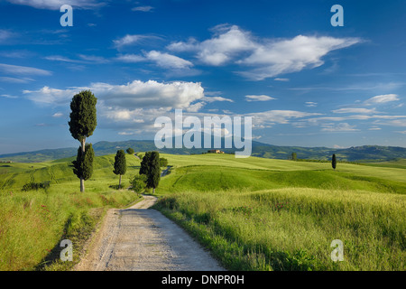 Cyprès le long de routes de campagne, à travers des champs verts. Pienza, Val d'Orcia, Province de Sienne, Toscane, Italie. Banque D'Images