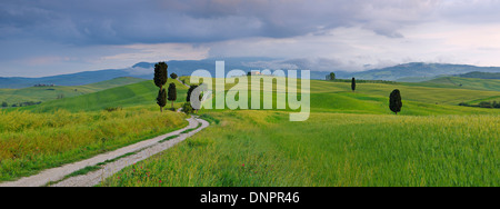 Cyprès le long de routes de campagne, des champs verts. Pienza, Val d'Orcia, Toscane, Italie. Banque D'Images