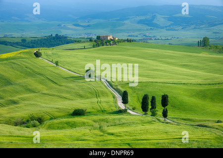 La voie passant à travers des champs verts avec des cyprès. La province de Sienne, Pienza, Val d'Orcia, Toscane, Italie. Banque D'Images