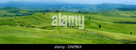 La voie passant à travers des champs verts avec des cyprès. La province de Sienne, Pienza, Val d'Orcia, Toscane, Italie. Banque D'Images