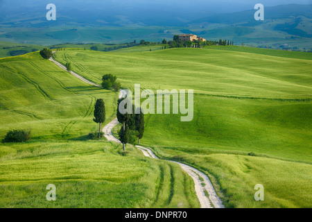 La voie passant à travers des champs verts avec des cyprès. La province de Sienne, Pienza, Val d'Orcia, Toscane, Italie. Banque D'Images