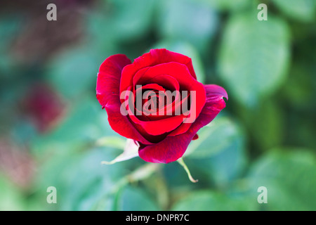 Red Rose, Rosa Royal William 'Korzaun», une profonde couleur cramoisi velouté, rosebud unique Banque D'Images