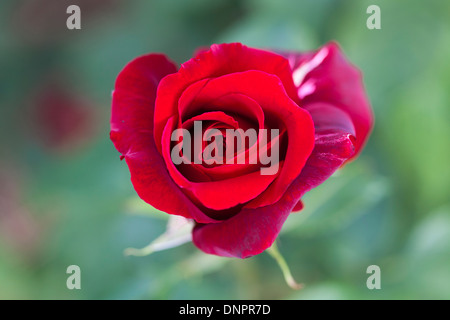 Red Rose, Rosa Royal William 'Korzaun», une profonde couleur cramoisi velouté, rosebud unique Banque D'Images