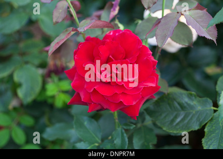 Red Rose, Rosa Royal William 'Korzaun», une profonde couleur cramoisi velouté, seule fleur Banque D'Images
