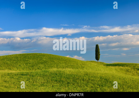 Cyprès dans champ vert. Pienza, Val d'Orcia, Toscane, Italie. Banque D'Images