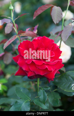 Red Rose, Rosa Royal William 'Korzaun», une profonde couleur cramoisi velouté, seule fleur Banque D'Images