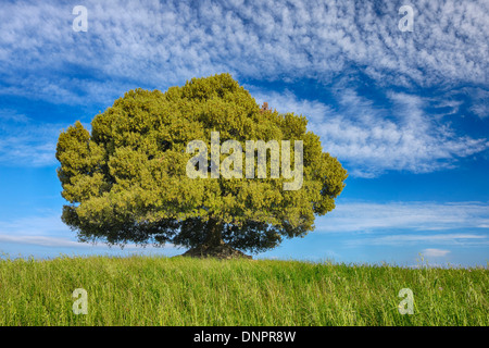 Chêne vert (Quercus ilex) seul se tenant en prairie avec ciel dramatique. La toscane, région méditerranéenne, l'Italie. Banque D'Images