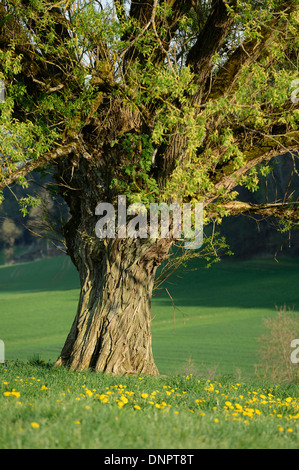 Crack saule (Salix fragilis) dans le pré au printemps, Haut-Palatinat, en Bavière, Allemagne Banque D'Images