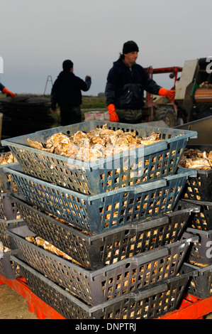 Les huîtres stockées dans un des paniers en plastique pour être mûri en claire dans une ostréiculture en Charente-Maritime, France Banque D'Images