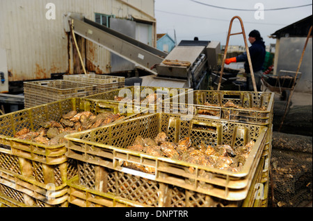 Les huîtres stockées dans un des paniers en plastique pour être mûri en claire dans une ostréiculture en Charente-Maritime, France Banque D'Images