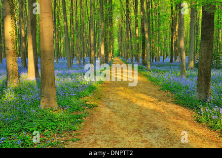 Chemin à travers forêt de hêtres avec des jacinthes au printemps, Hallerbos, Halle, Brabant flamand, Vlaams Gewest, Belgique Banque D'Images