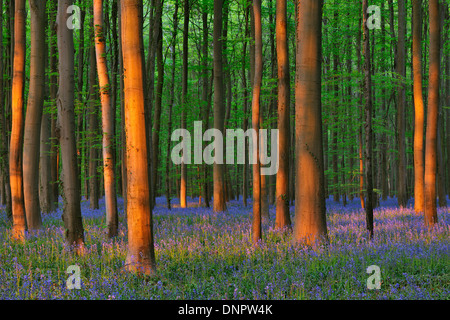 Forêt de hêtres avec des jacinthes au printemps, Hallerbos, Halle, Brabant flamand, Vlaams Gewest, Belgique Banque D'Images