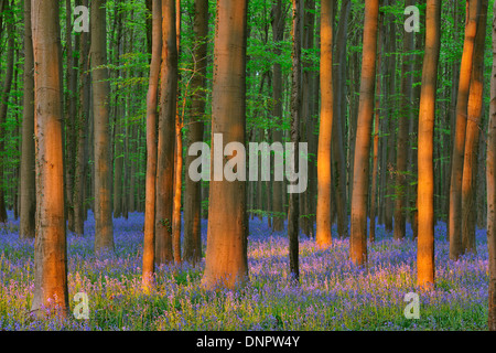 Forêt de hêtres avec des jacinthes au printemps, Hallerbos, Halle, Brabant flamand, Vlaams Gewest, Belgique Banque D'Images