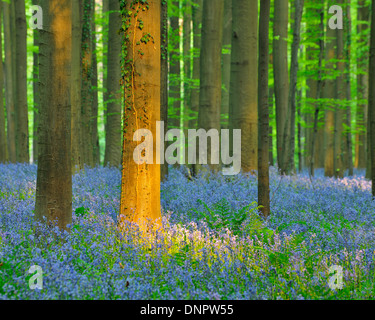 Forêt de hêtres avec des jacinthes au printemps, Hallerbos, Halle, Brabant flamand, Vlaams Gewest, Belgique Banque D'Images