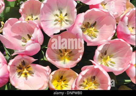 Tulipe rose qui fleurit dans un jardin au Texas, USA Banque D'Images