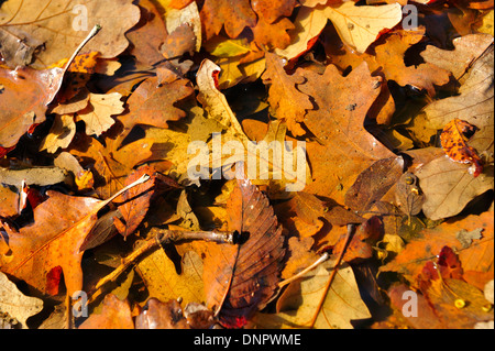 Tas de feuilles mortes sur le terrain dans la forêt de Towne park, Mc Kinney, Texas, États-Unis Banque D'Images