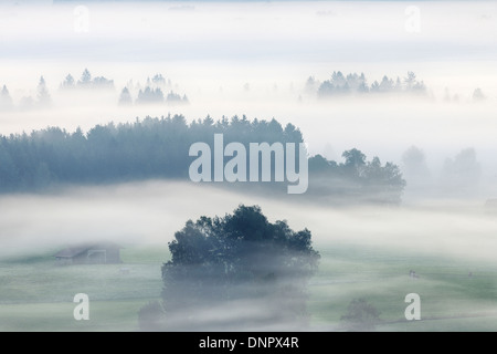 Morning Mist, Kochelmoor, Bad Tolz-Wolfratshausen, Upper Bavaria, Bavaria, Germany Banque D'Images