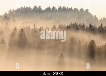 Morning Mist, Kochelmoor, Bad Tolz-Wolfratshausen, Upper Bavaria, Bavaria, Germany Banque D'Images