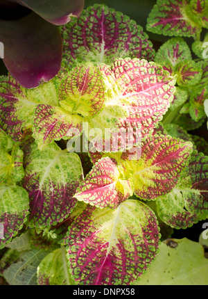 L'ortie, peint la plante feuilles multicolors. Banque D'Images