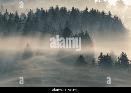 Morning Mist, Kochelmoor, Bad Tolz-Wolfratshausen, Upper Bavaria, Bavaria, Germany Banque D'Images