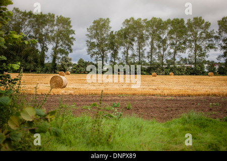 Les balles de foin dans le champ, Sussex, Angleterre Banque D'Images