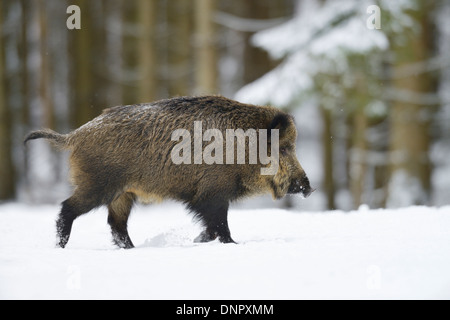 Le sanglier (Sus scrofa) en hiver, Bavière, Allemagne Banque D'Images