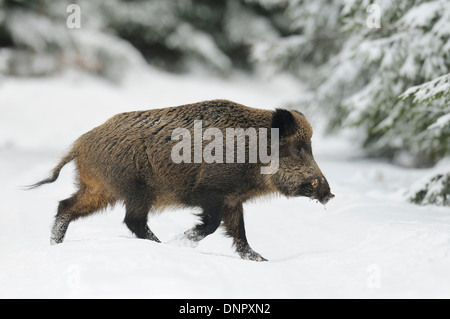 Le sanglier (Sus scrofa) Balade en hiver, Bavière, Allemagne Banque D'Images