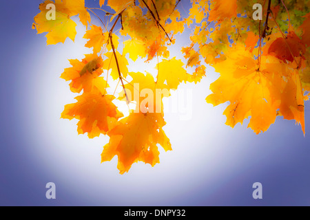 Les feuilles d'automne jaune et orange avec douceur Banque D'Images