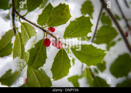 Des baies de houx avec Snow Banque D'Images