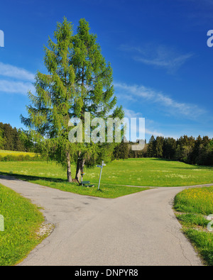 Route fourchue au printemps, Bernbeuren, Haute-Bavière, Bavière, Allemagne Banque D'Images