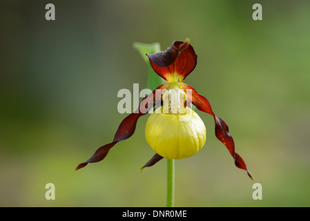 Close-up of Lady's-slipper orchid (Cypripedium calceolus) dans une forêt au printemps, Bavière, Allemagne Banque D'Images