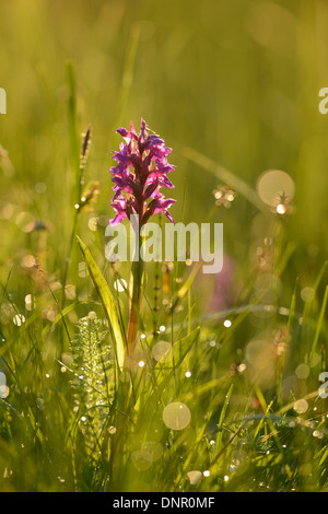 Close-up of a Western marsh orchid (Dactylorhiza majalis) s'épanouir dans une lande au printemps, Bavière, Allemagne Banque D'Images
