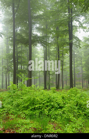 Forêt de hêtres (Fagus sylvatica) tôt le matin, la brume, Spessart, Bavaria, Germany, Europe Banque D'Images