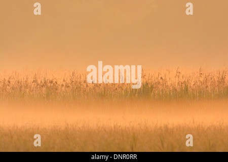 Ceinture de roseaux dans la brume du matin au lever du soleil, Hesse, Germany, Europe Banque D'Images