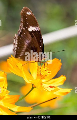 Les indiens Crow (papillons communs Euploea core). Banque D'Images