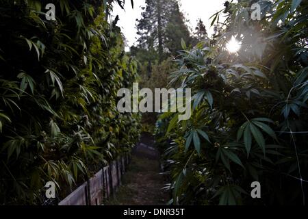 North San Juan, California, USA. Oct 11, 2013. Il y a beaucoup de façons de cultiver la plante de cannabis en intérieur croissant avec l'utilisation de la culture hydroponique qui donne des quantités beaucoup plus faibles.Lors de la culture des plantes d'extérieur peut atteindre aussi grand que 15-20ft. © Jamie Forde/NurPhoto ZUMAPRESS.com/Alamy/Live News Banque D'Images